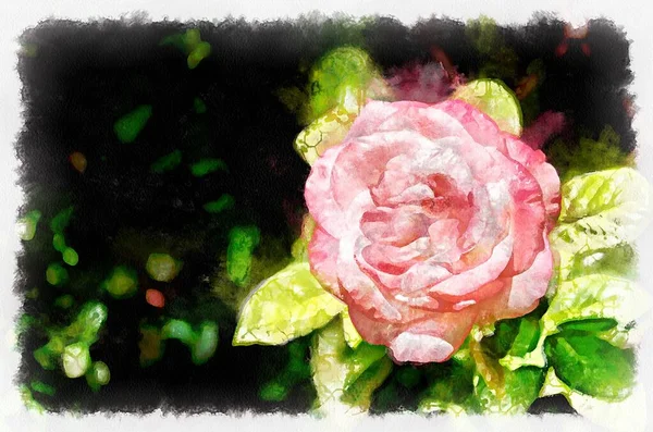 Watercolor painting of blooming rose flower. Modern digital art, imitation of hand painted with aquarells dye