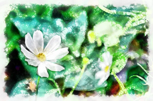 Watercolor painting of blooming cosmos flower. Modern digital art, imitation of hand painted with aquarells dye
