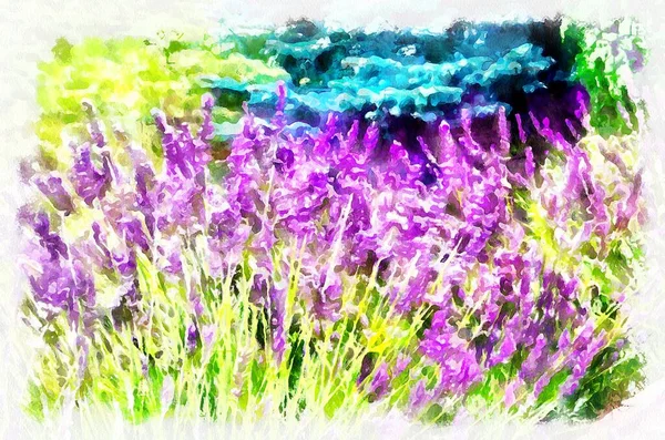 Watercolor Painting Blooming Lavender Flowers Modern Digital Art Imitation Hand — Photo