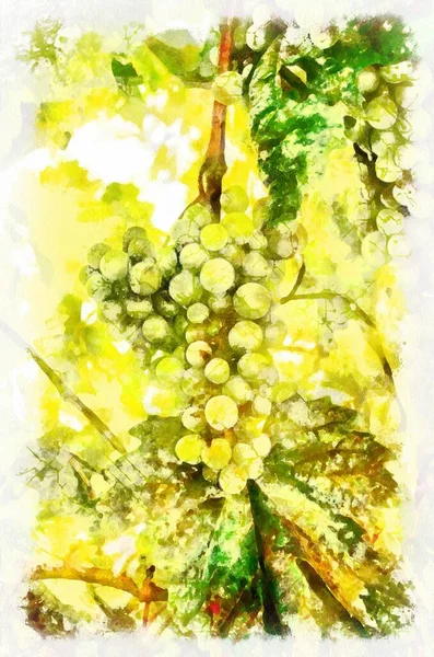 Watercolor painting of green grape with leafs. Modern digital art, imitation of hand painted with aquarells dye