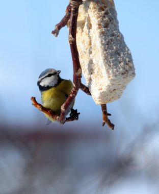 besleme yalak üzerinde baştankara