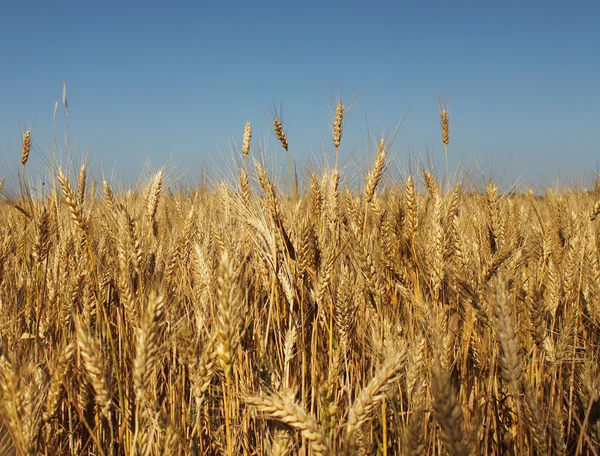 Pole s pšenicí — Stock fotografie