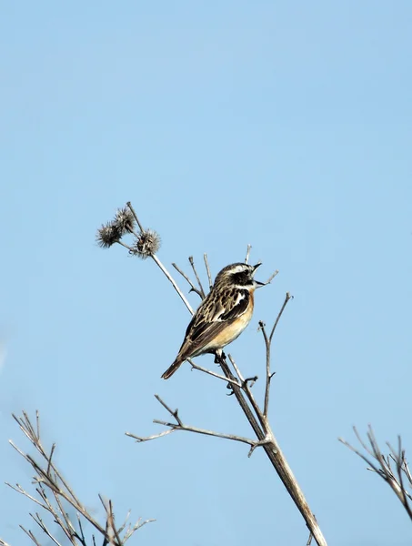 Singing bird — Stock Photo, Image