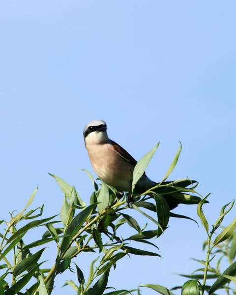 Vogel gegen den Himmel — Stockfoto