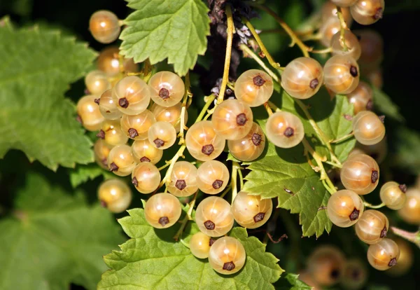 Vita vinbär Stockbild