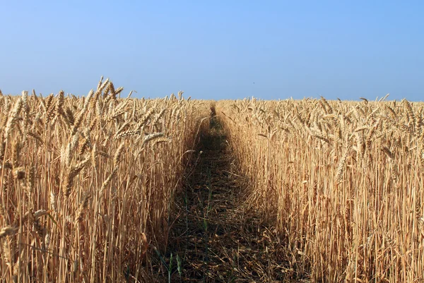 Spåra en wheaten fältet Stockbild