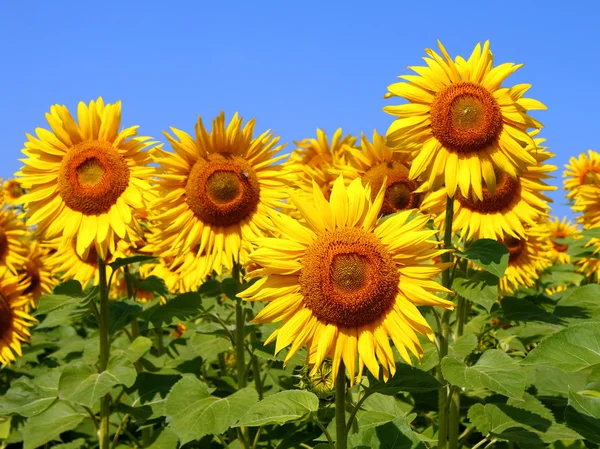 Flowers sunflowers — Stock Photo, Image