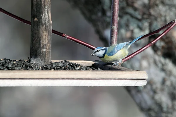 Bird on feeding trough — Stock Photo, Image