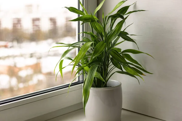 Pianta da appartamento Pianta di bambù Dracaena Sanderiana in vaso di fiori bianchi sul davanzale della stanza — Foto Stock