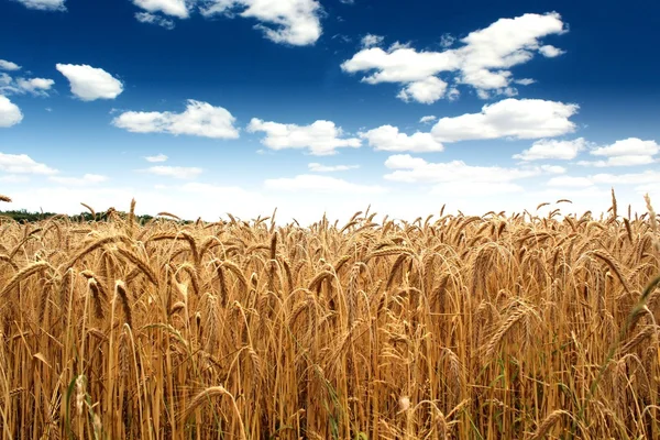 Land Weizenfeld unter blauem Himmel — Stockfoto