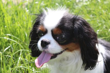 Cavalier king charles spaniel ve yeşil çimen
