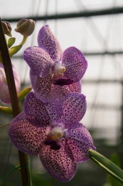 Bahçedeki güzel orkide çiçekleri