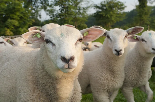 Herd of sheep — Stock Photo, Image