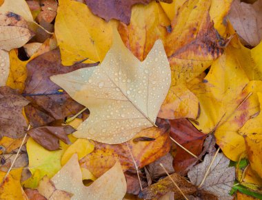 Sonbahar Yaprakları