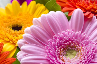 gerbera çiçekleri