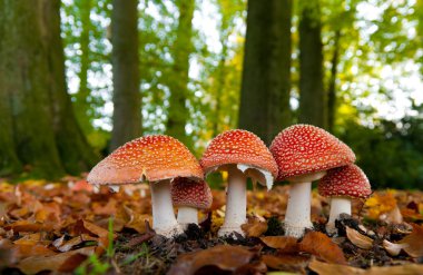 mushrooms in forest clipart