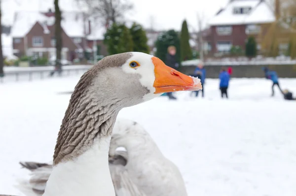 Domestic goose — Stock Photo, Image