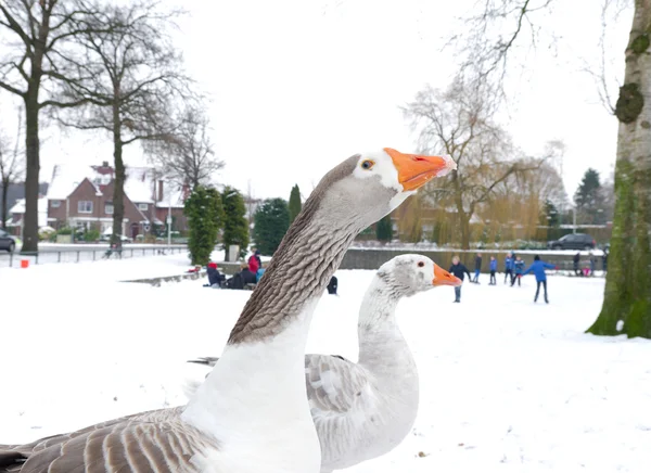 Domestic goose — Stock Photo, Image