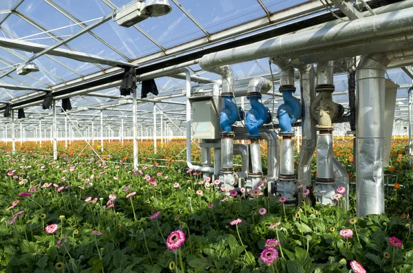 Interior of a greenhouse — Stock Photo, Image