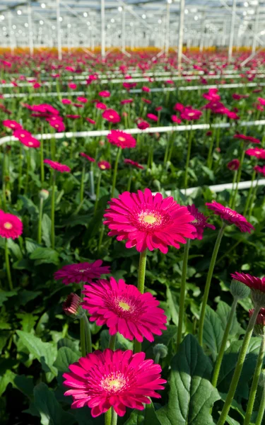Flores en invernadero —  Fotos de Stock