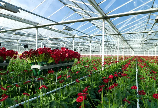 çiçekler sera içinde