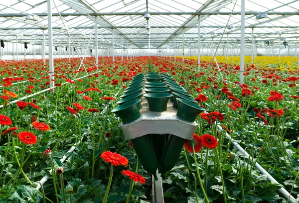 Blommor i växthus — Stockfoto