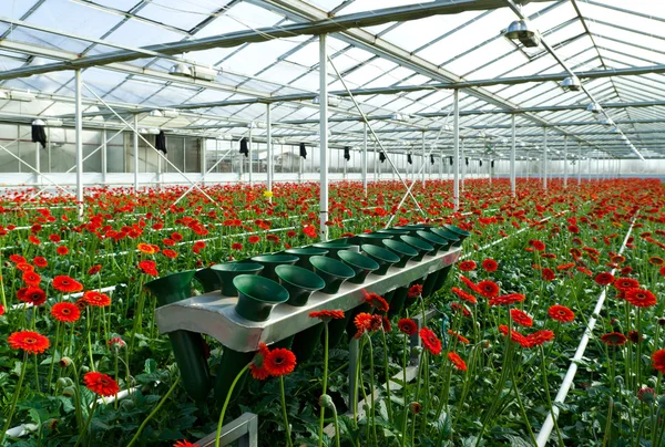 Flowers in greenhouse — Stock Photo, Image