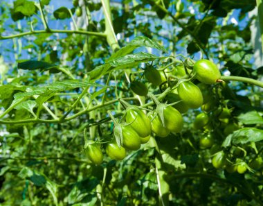 Yeşil domates