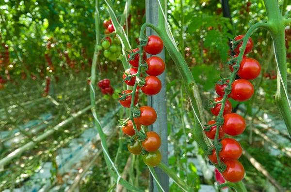 Červená rajčata ve skleníku — Stock fotografie