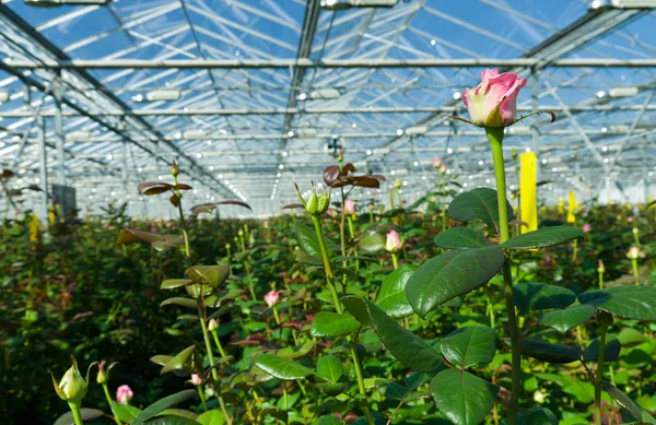 Greenhouse with roses — Stock Photo, Image