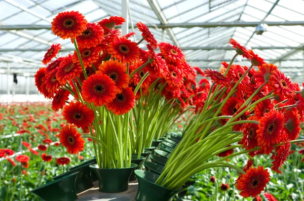 Flowers in a commercial greenhouse — Stock Photo, Image