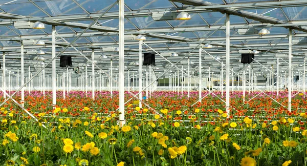 Blommor i ett kommersiella växthus — Stockfoto
