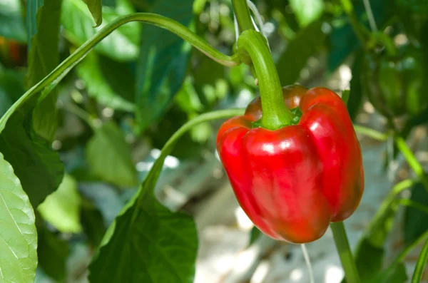 Rote Paprika — Stockfoto