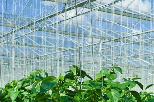 Commercial greenhouse — Stock Photo, Image