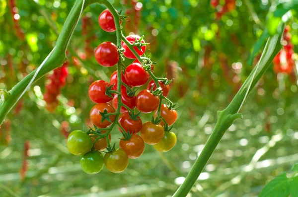 Zralá rajčata ve skleníku — Stock fotografie