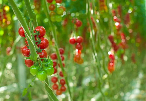 Reife Tomaten im Gewächshaus — Stockfoto