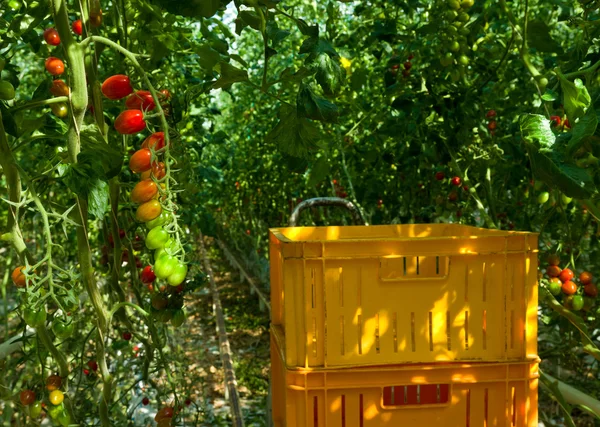 Tomates em uma estufa — Fotografia de Stock