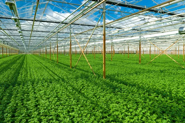 Flowers in greenhouse — Stock Photo, Image