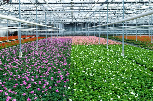 Blommor i växthus — Stockfoto