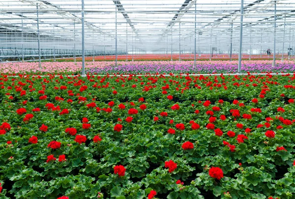 Blommor i växthus — Stockfoto