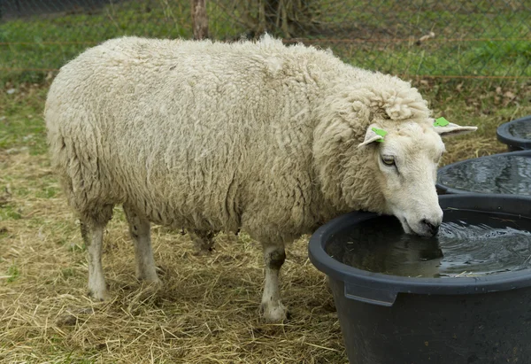 Sheep drinking water — Stock Photo, Image