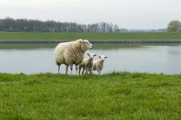 Sheep with lambs — Stock Photo, Image