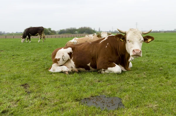 Cows in meadow — Stock Photo, Image