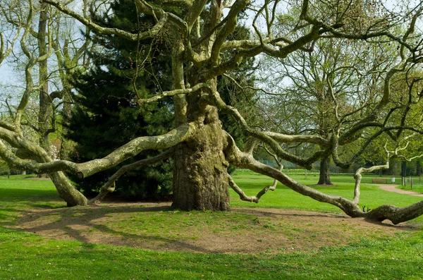 Árbol de avión — Foto de Stock