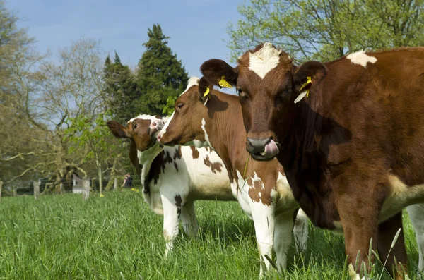 Cows in meadow — Stock Photo, Image