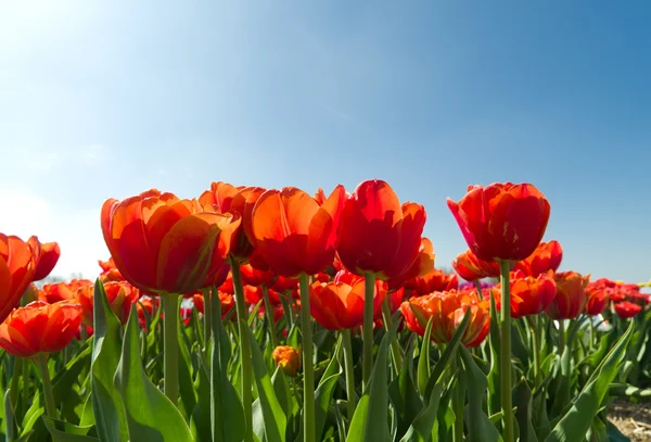 Bloeiende tulpen — Stockfoto