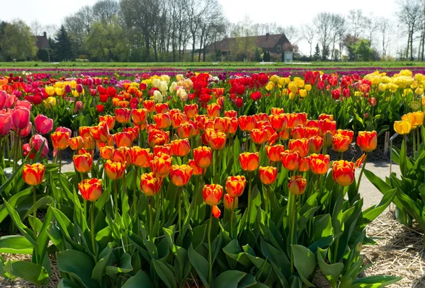 Kwitnące tulipany — Zdjęcie stockowe