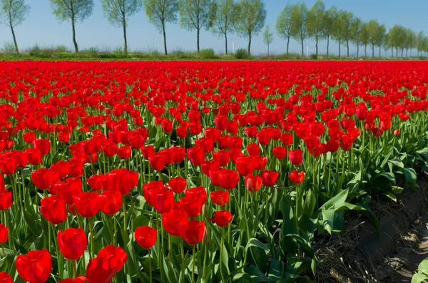 Tulip field — Stock Photo, Image