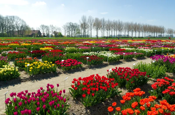 Blooming tulips — Stock Photo, Image