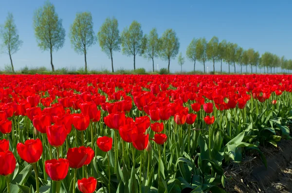 Campo tulipa — Fotografia de Stock